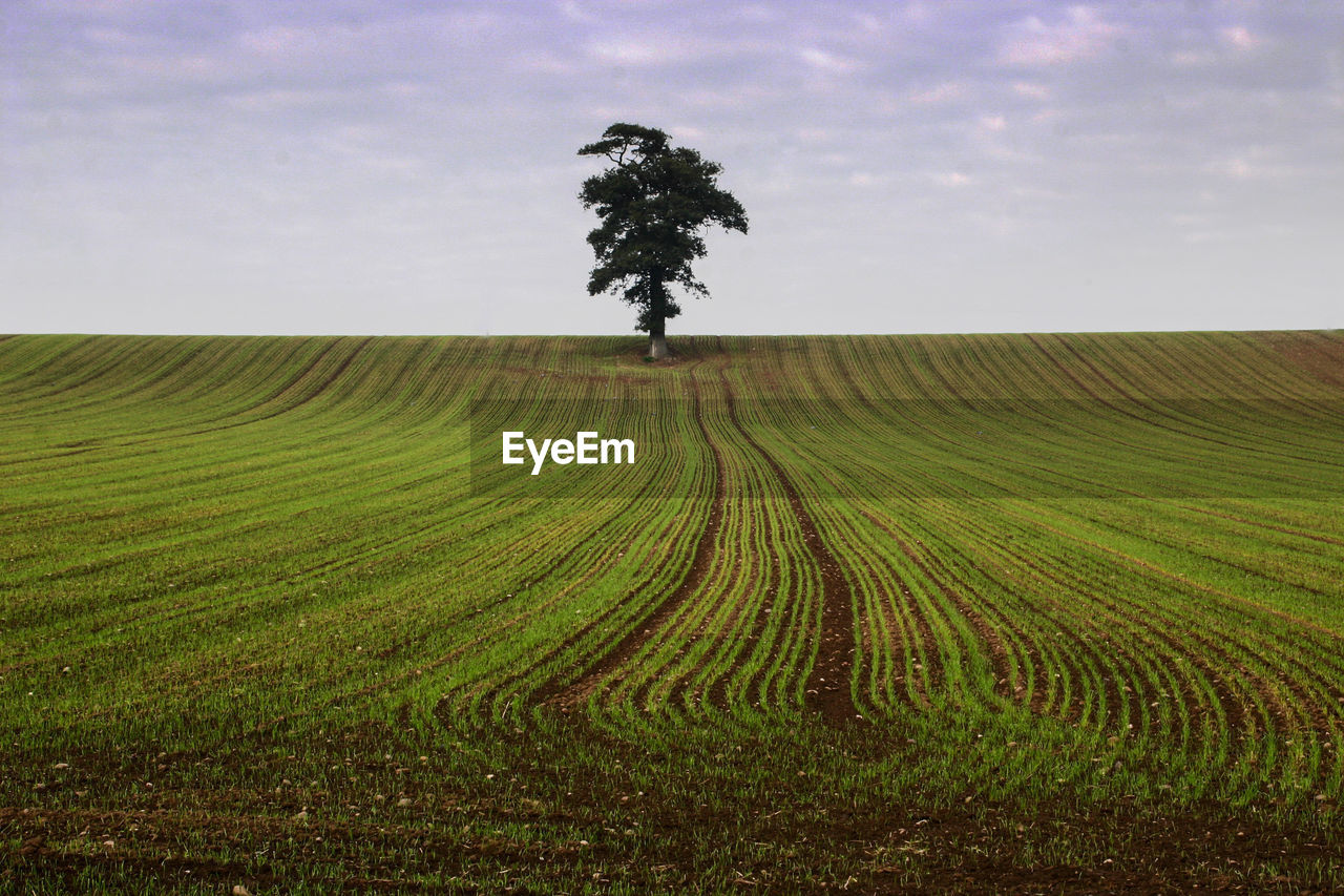 Scenic view of agricultural field against sky