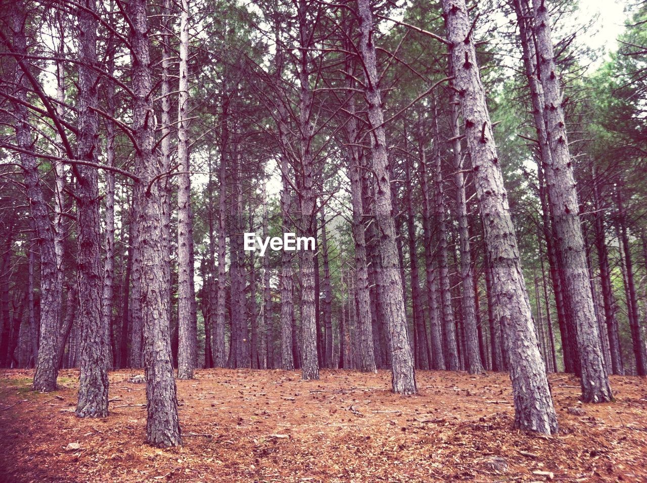 TREES GROWING IN FOREST