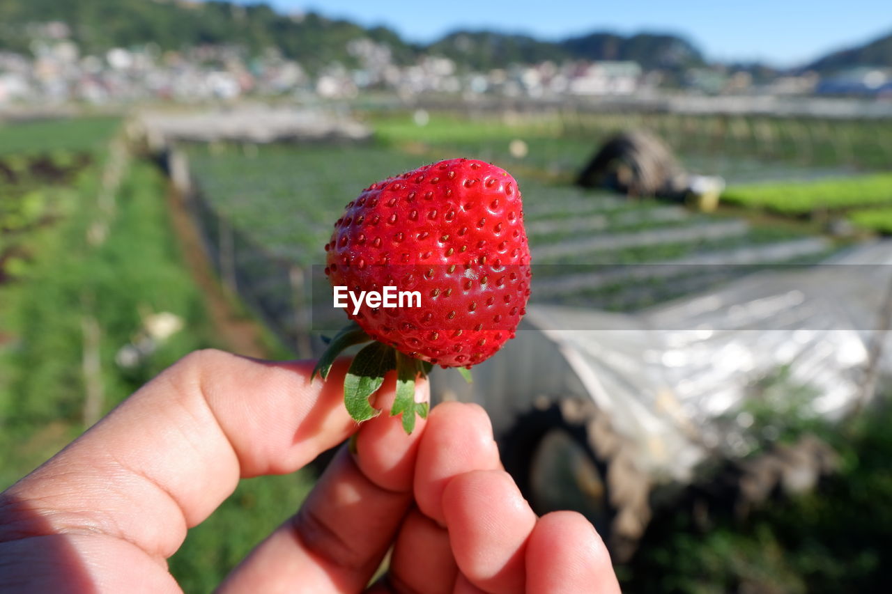 CLOSE-UP OF HAND HOLDING STRAWBERRY WITH FRUIT