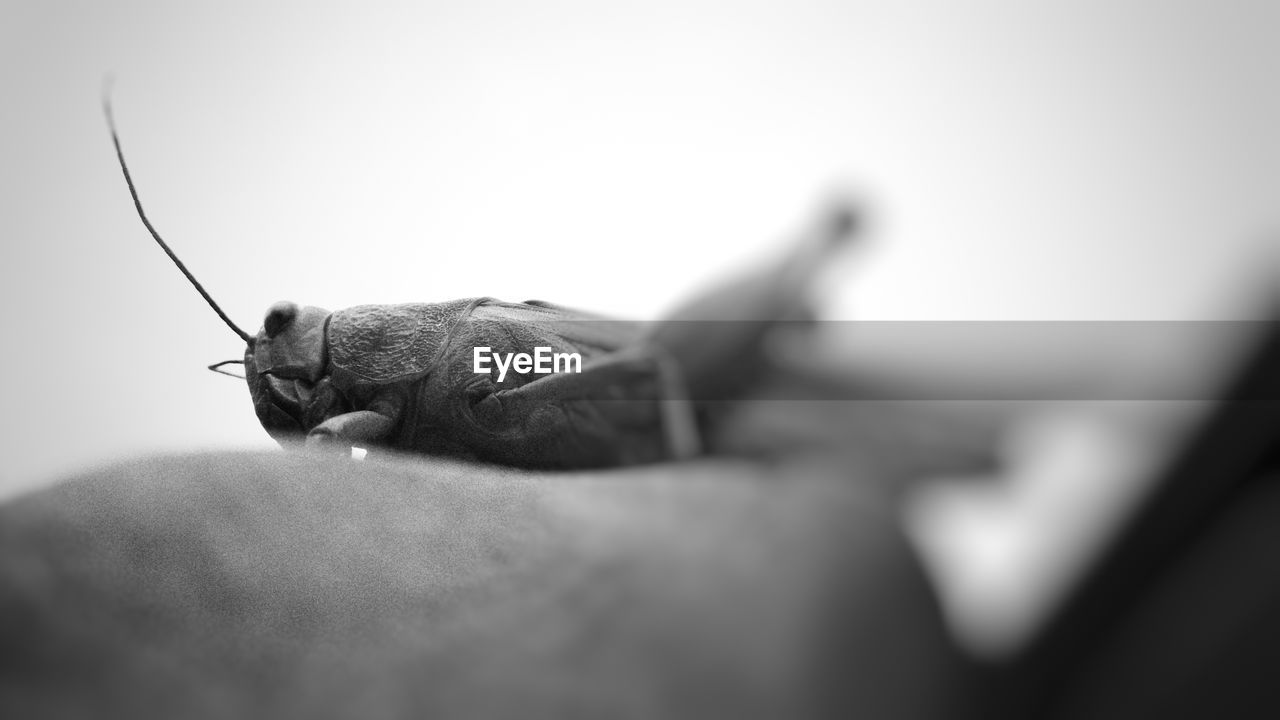 CLOSE-UP OF CATERPILLAR