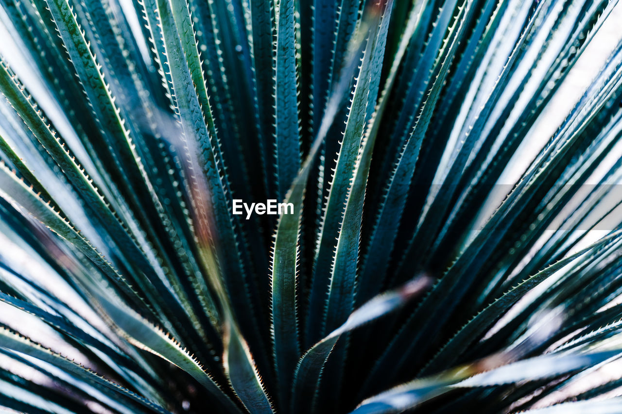 Full frame shot of palm tree