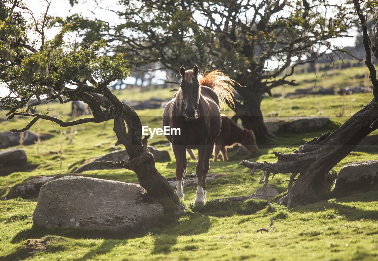 Brown horse and cow on amidst trees on grassy field