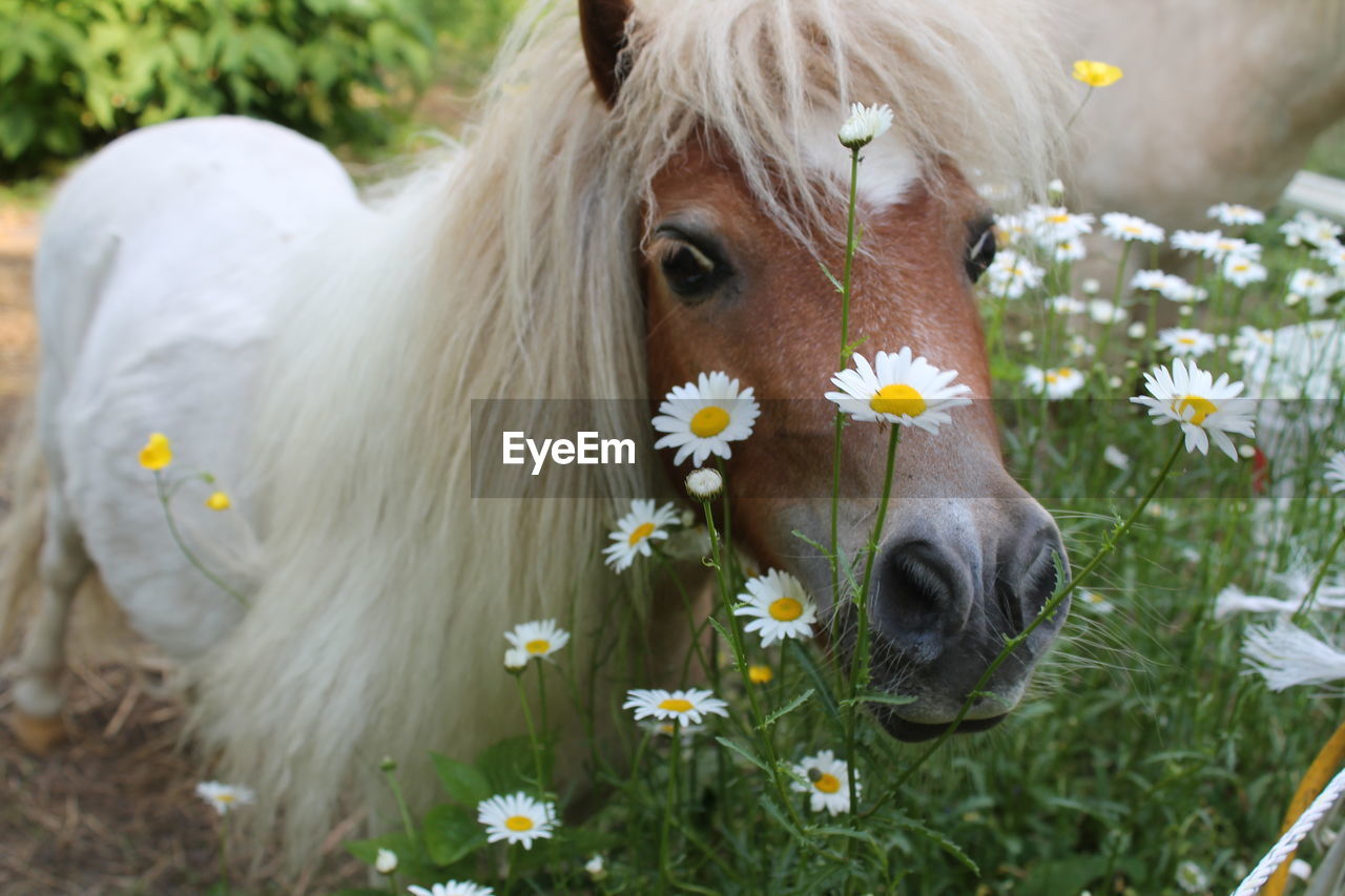 Portrait of horse with daisy flowers on field