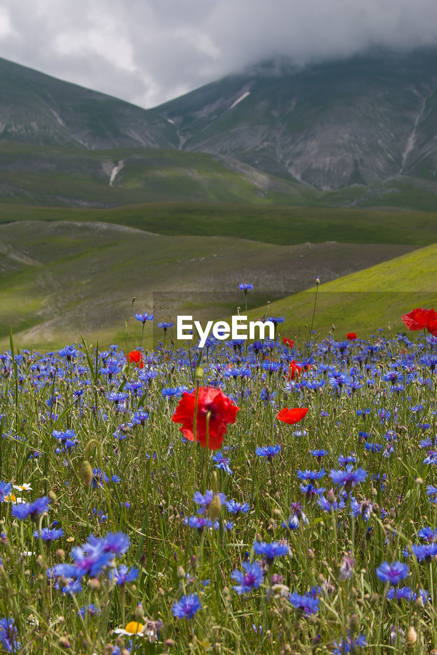 View of flowering plants on field