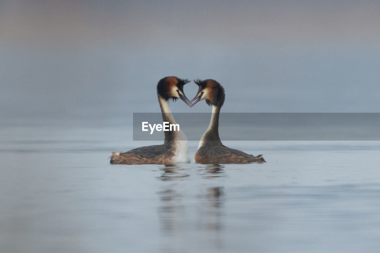 Birds swimming on lake