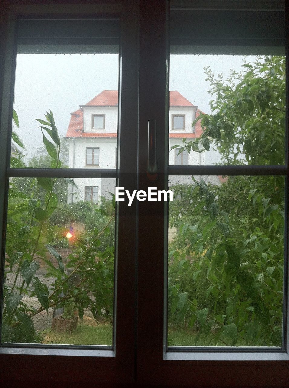 TREES GROWING IN HOUSE