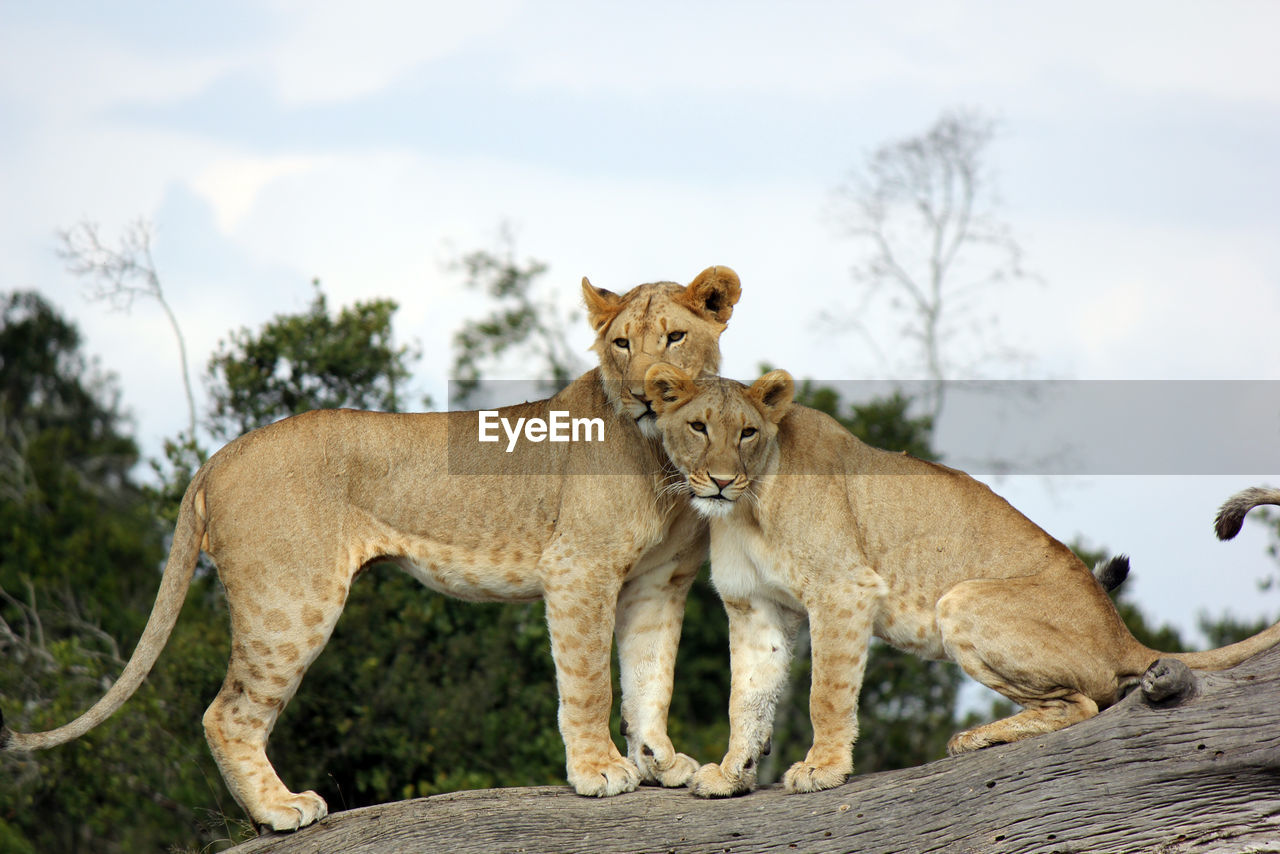 Lionesses on tree trunk against sky