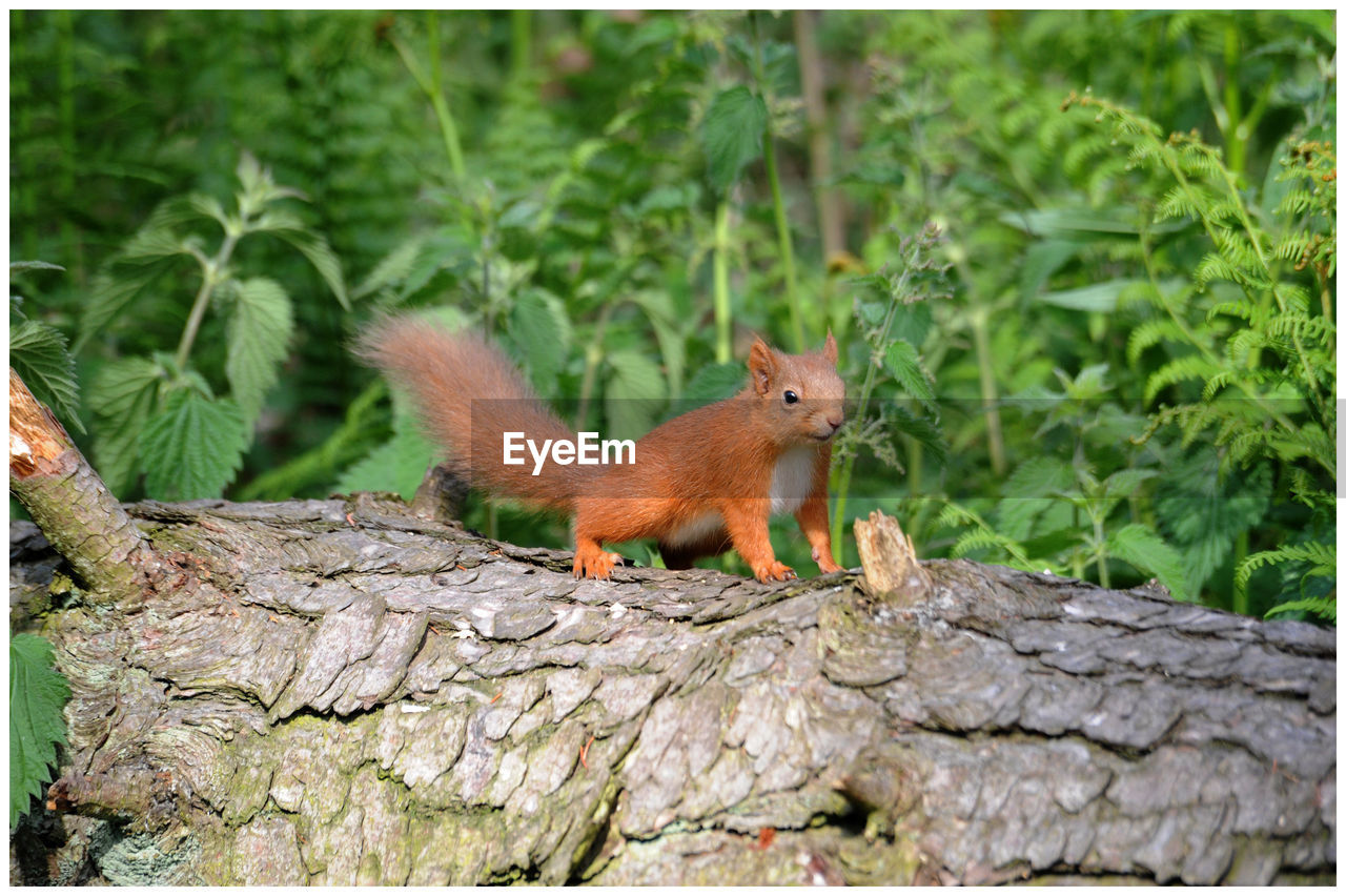 Squirrel on tree truck