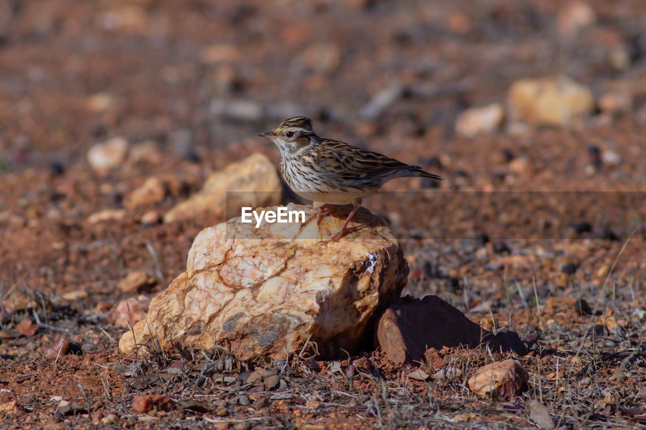 CLOSE-UP OF A BIRD PERCHING ON A FIELD