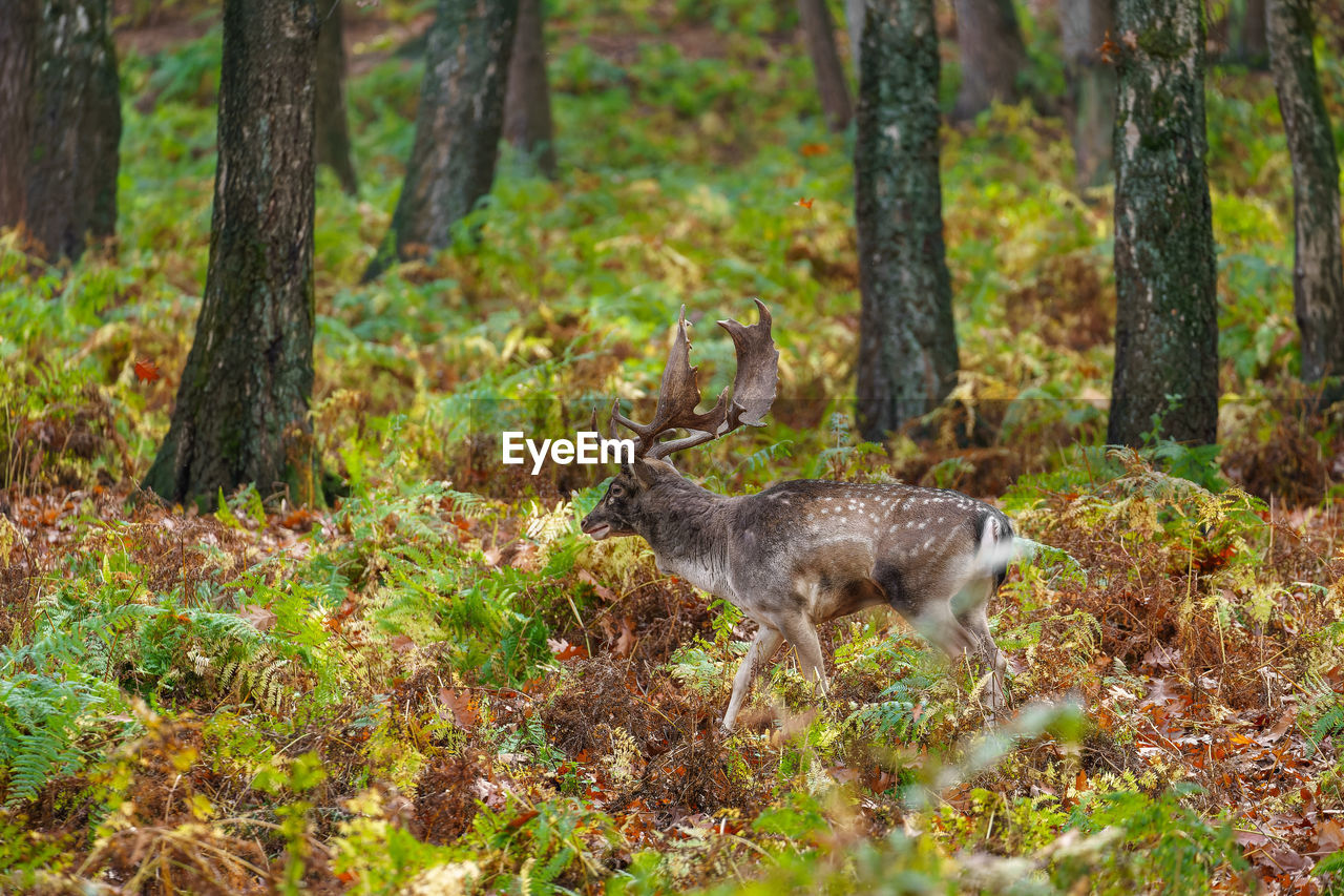 deer on field in forest