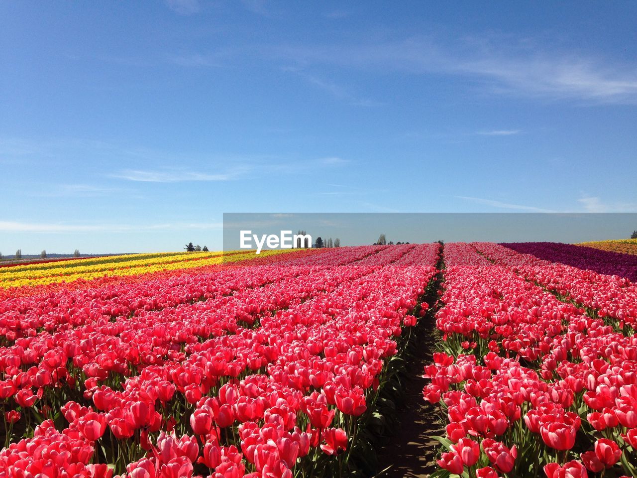 Silhouette of flowers in field