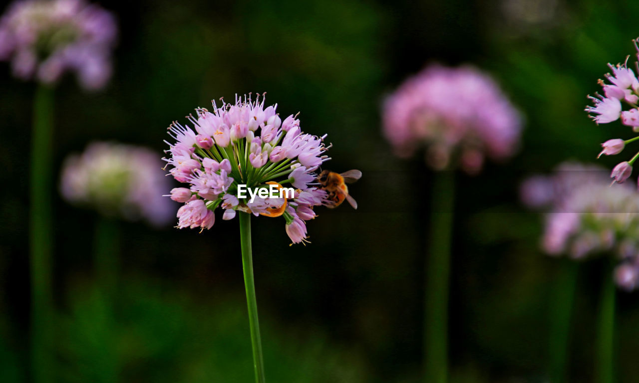 CLOSE-UP OF PURPLE FLOWERING PLANTS