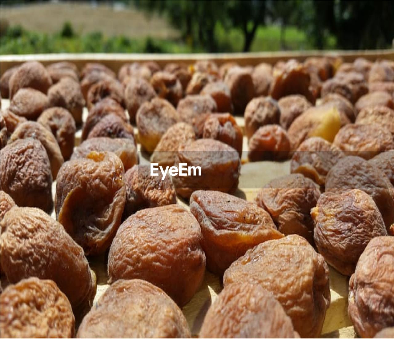 CLOSE-UP OF FRUITS ON GROUND