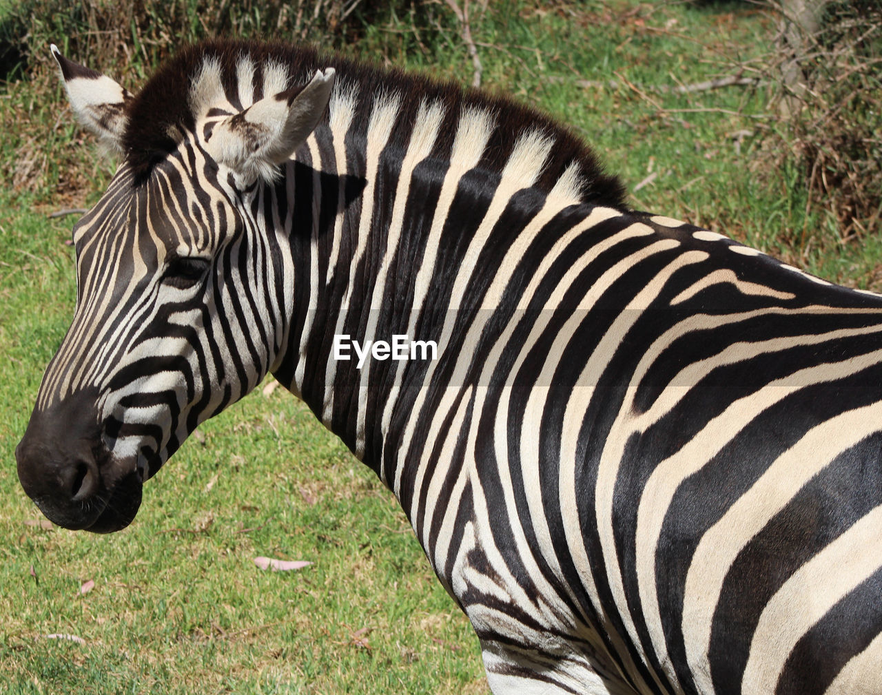 CLOSE-UP OF ZEBRAS