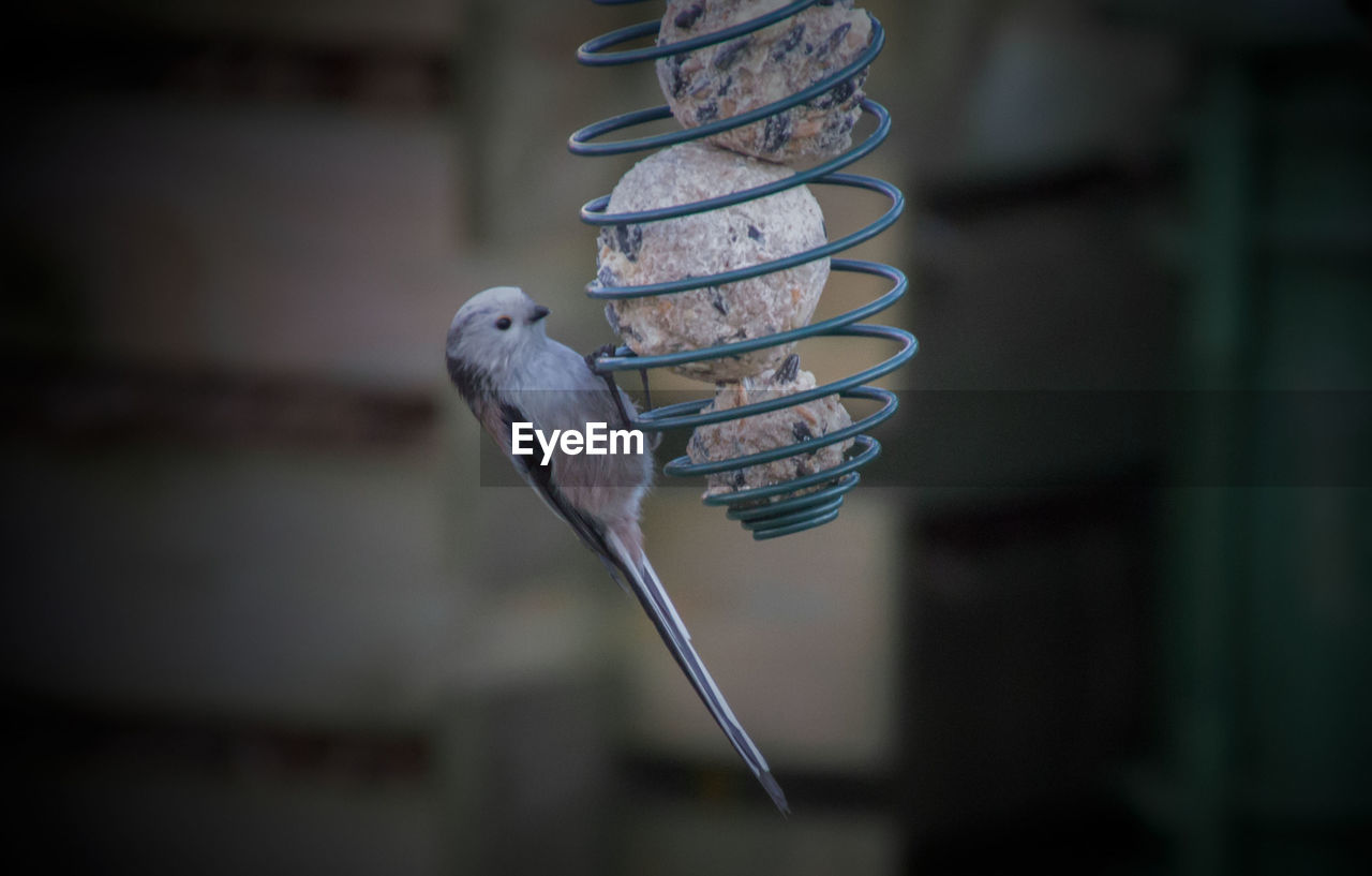 Close-up of bird perching hanging outdoors