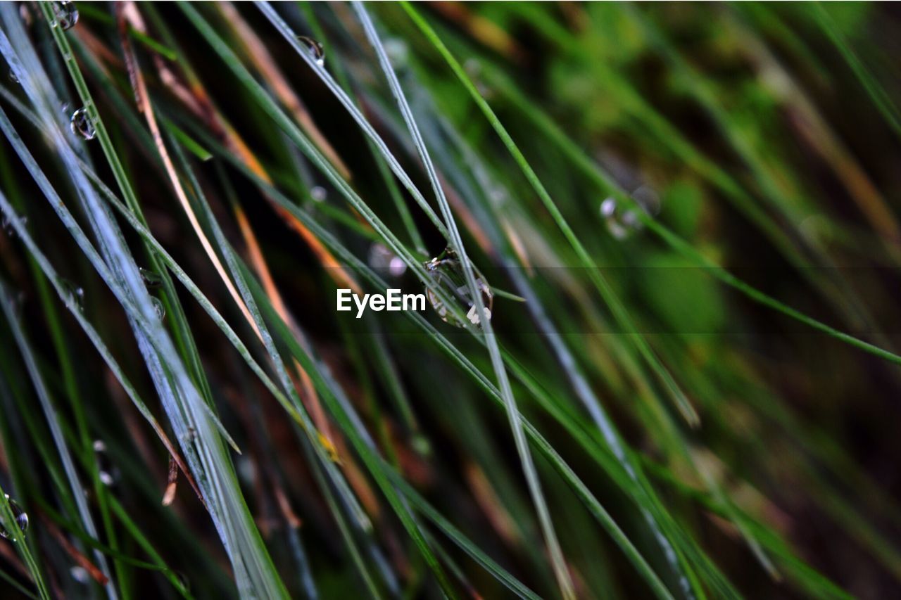 Macro shot of grass on dew drops