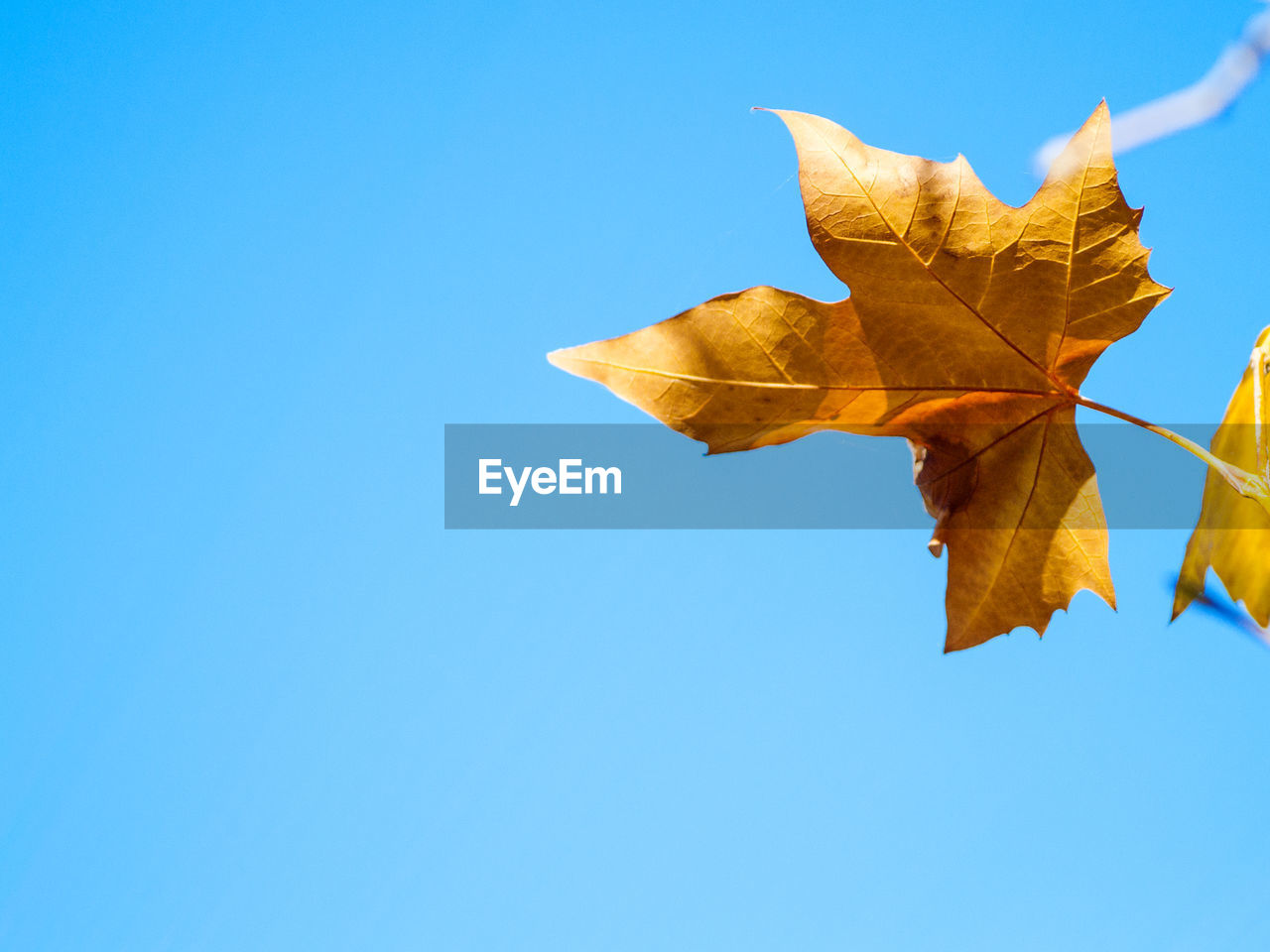 Low angle view of maple leaf against clear blue sky
