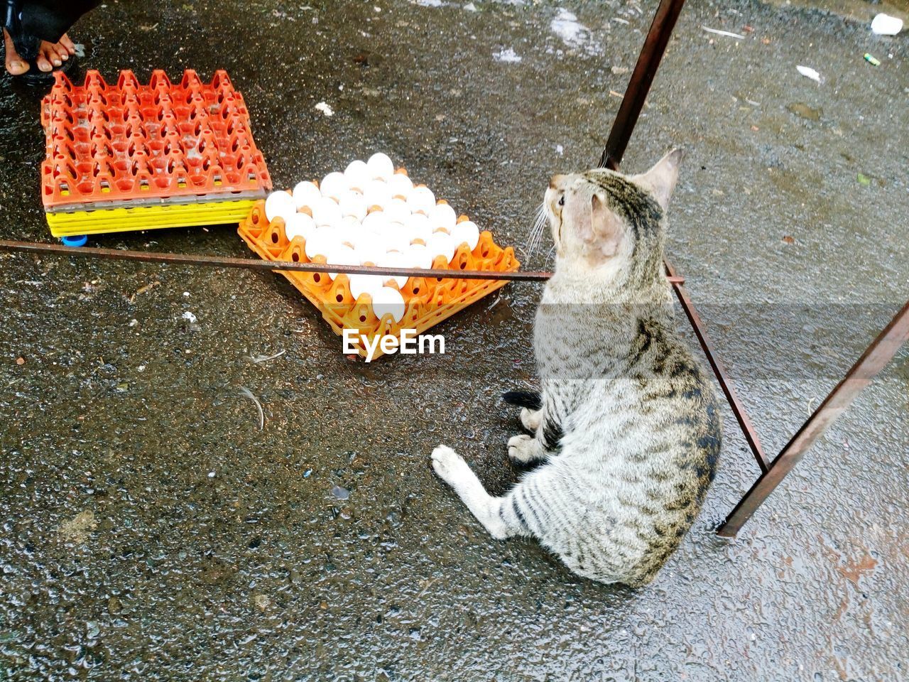 High angle view of cat sitting by egg carton on road