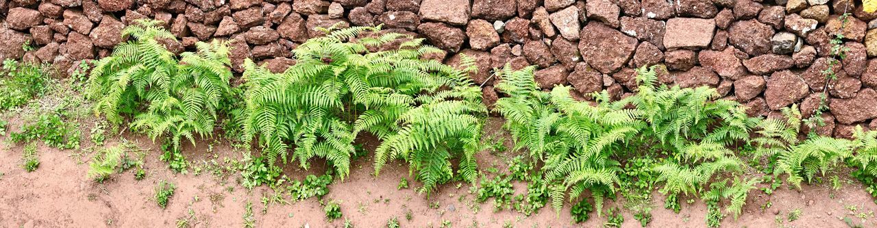 HIGH ANGLE VIEW OF PLANT ON FIELD