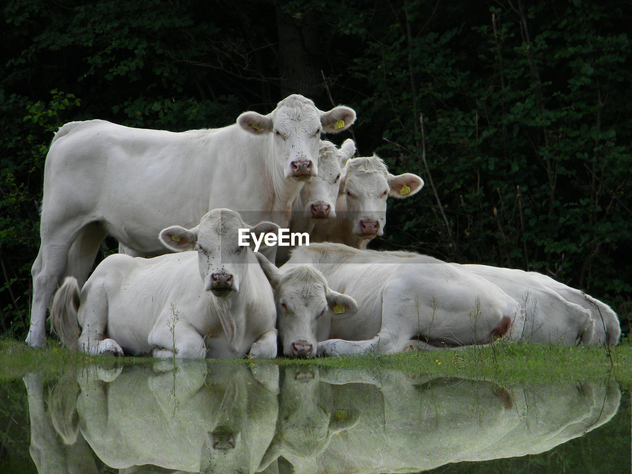 Reflection of white cows on lake