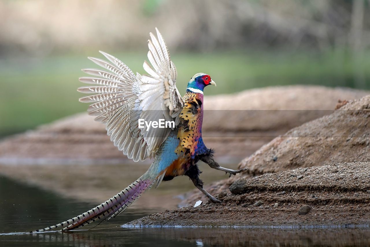Close-up of pheasant landing on lakeshore