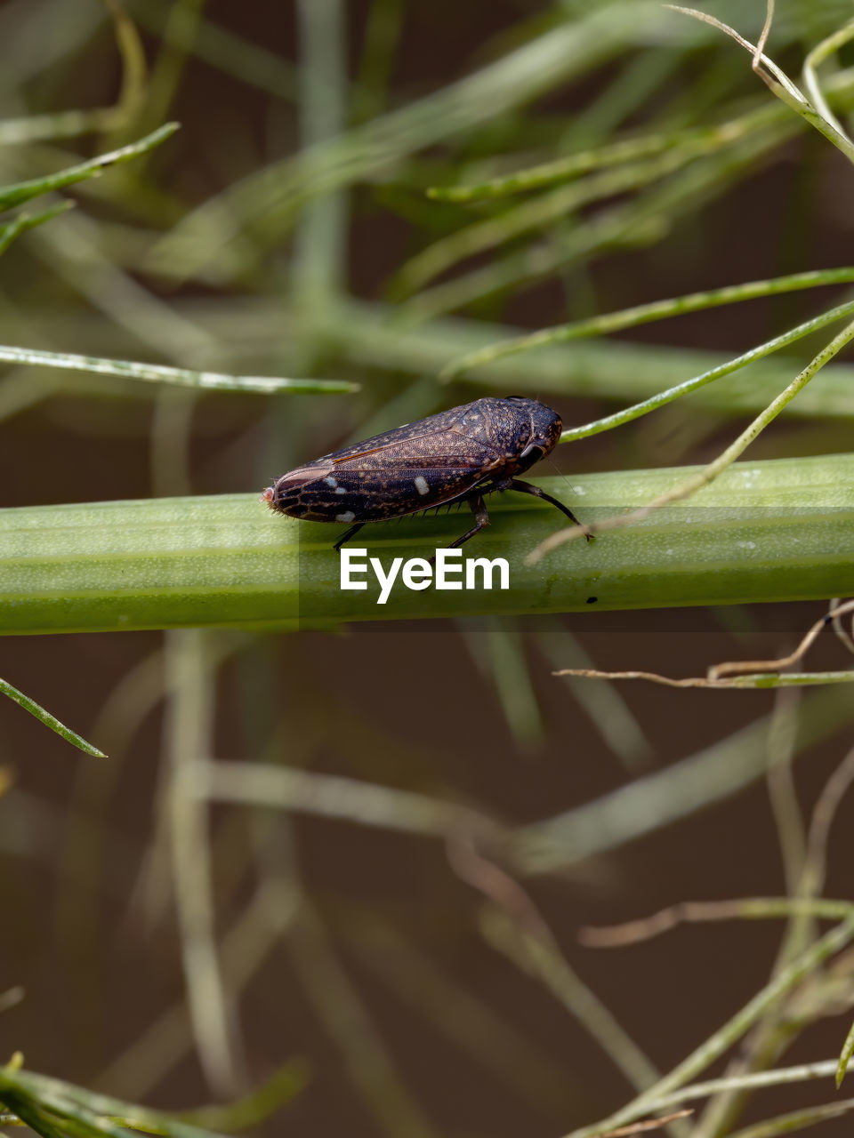 CLOSE-UP OF INSECT ON A LEAF