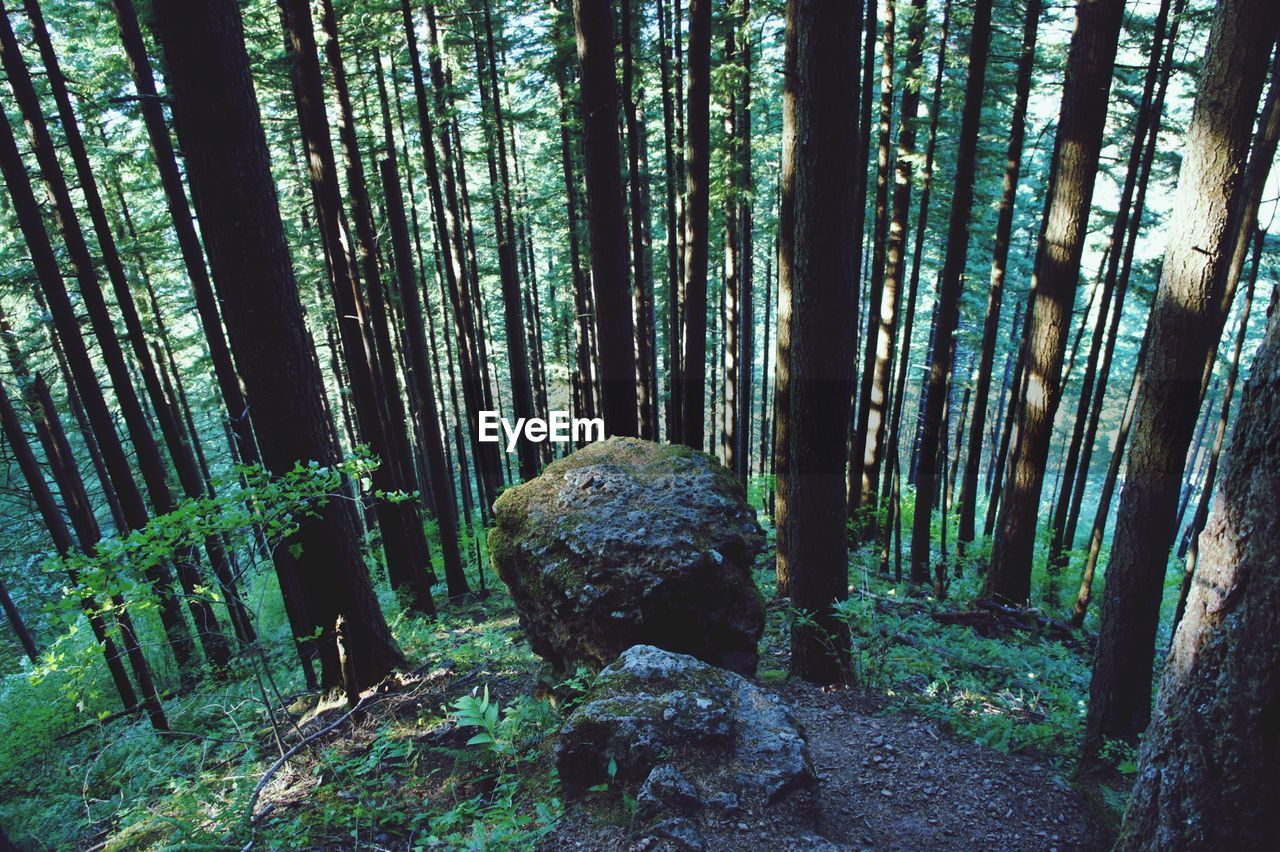 Trees growing in forest