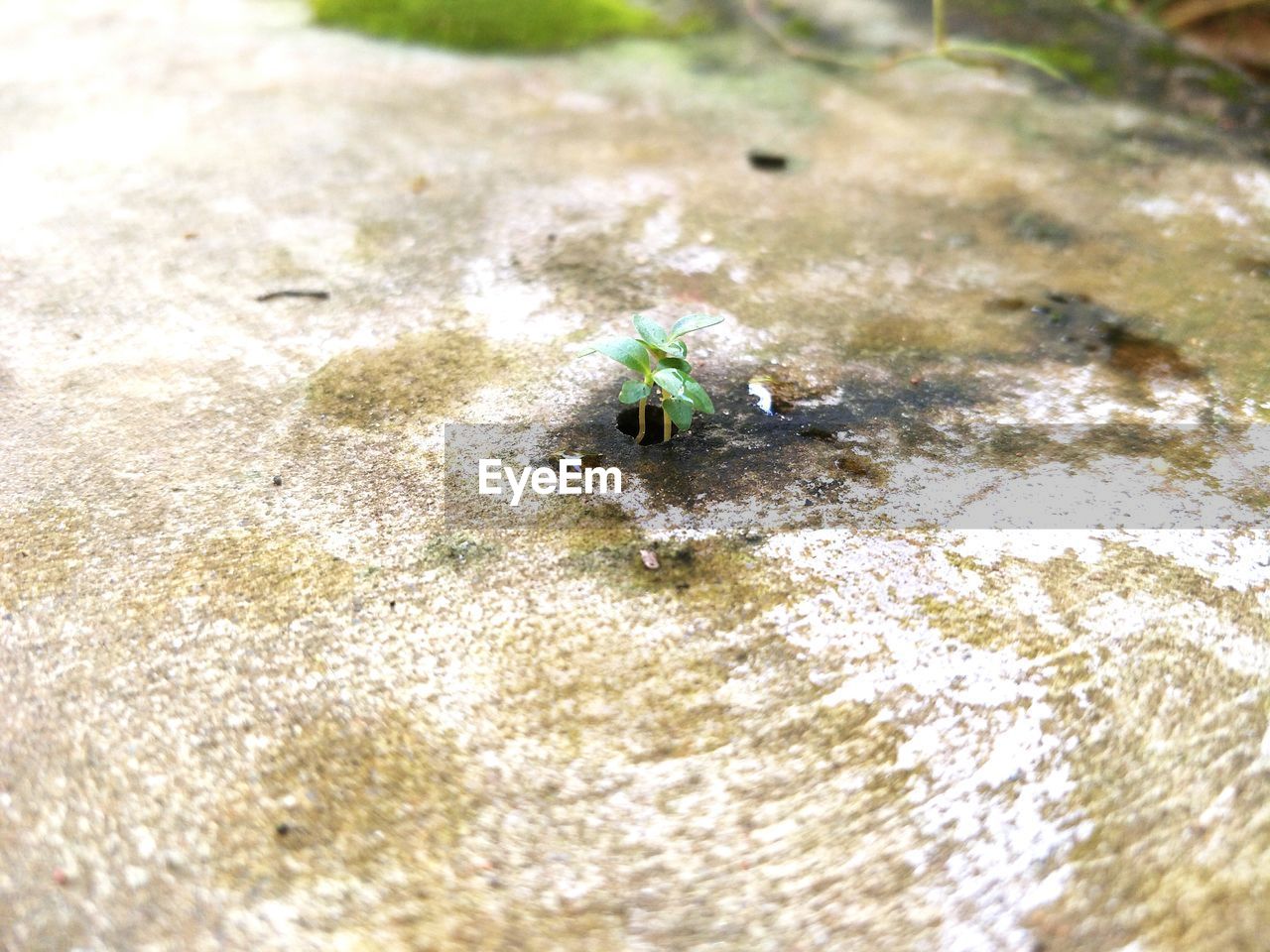 HIGH ANGLE VIEW OF ANT ON SAND