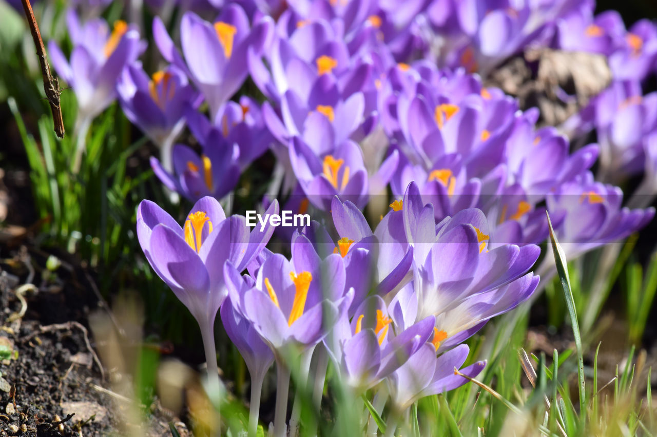 Close-up of purple crocus flowers