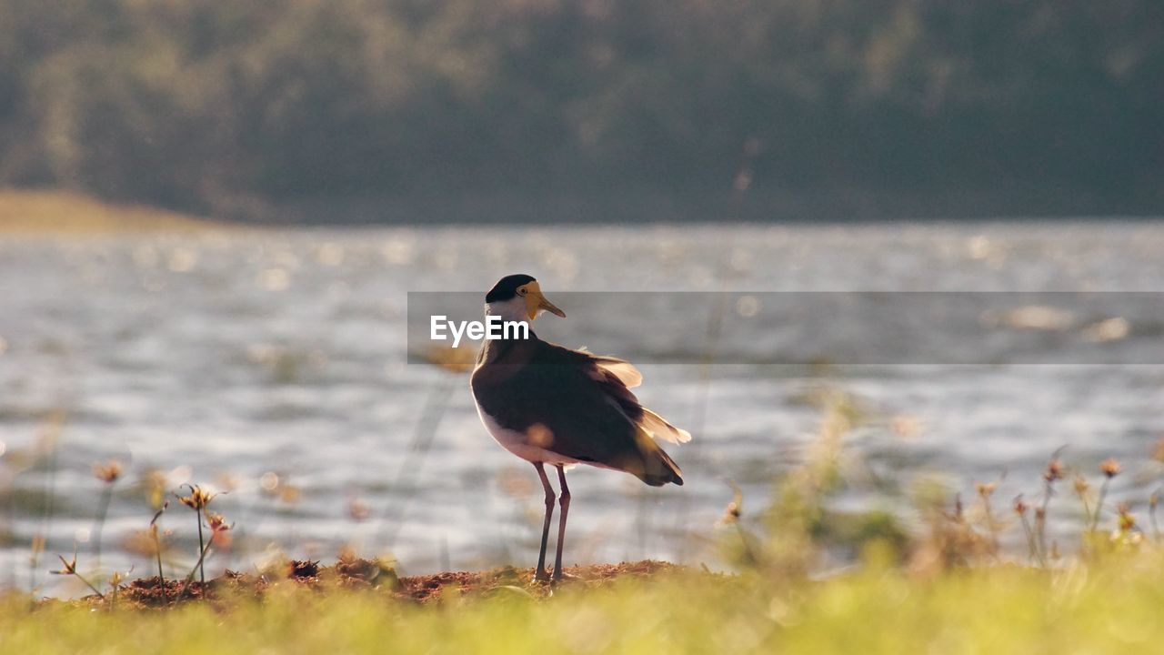 Bird on sea shore