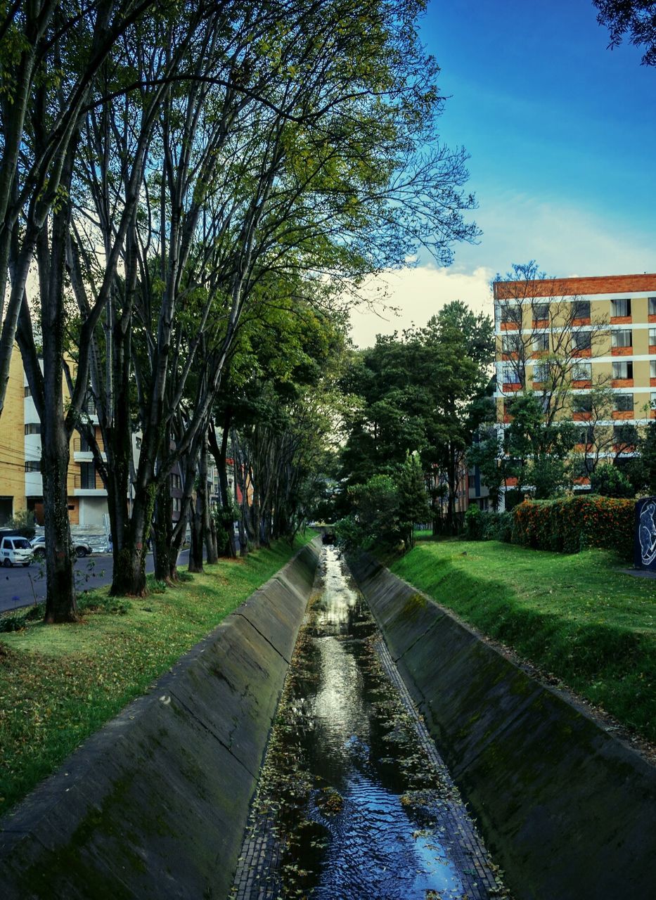 VIEW OF TREES IN THE CITY