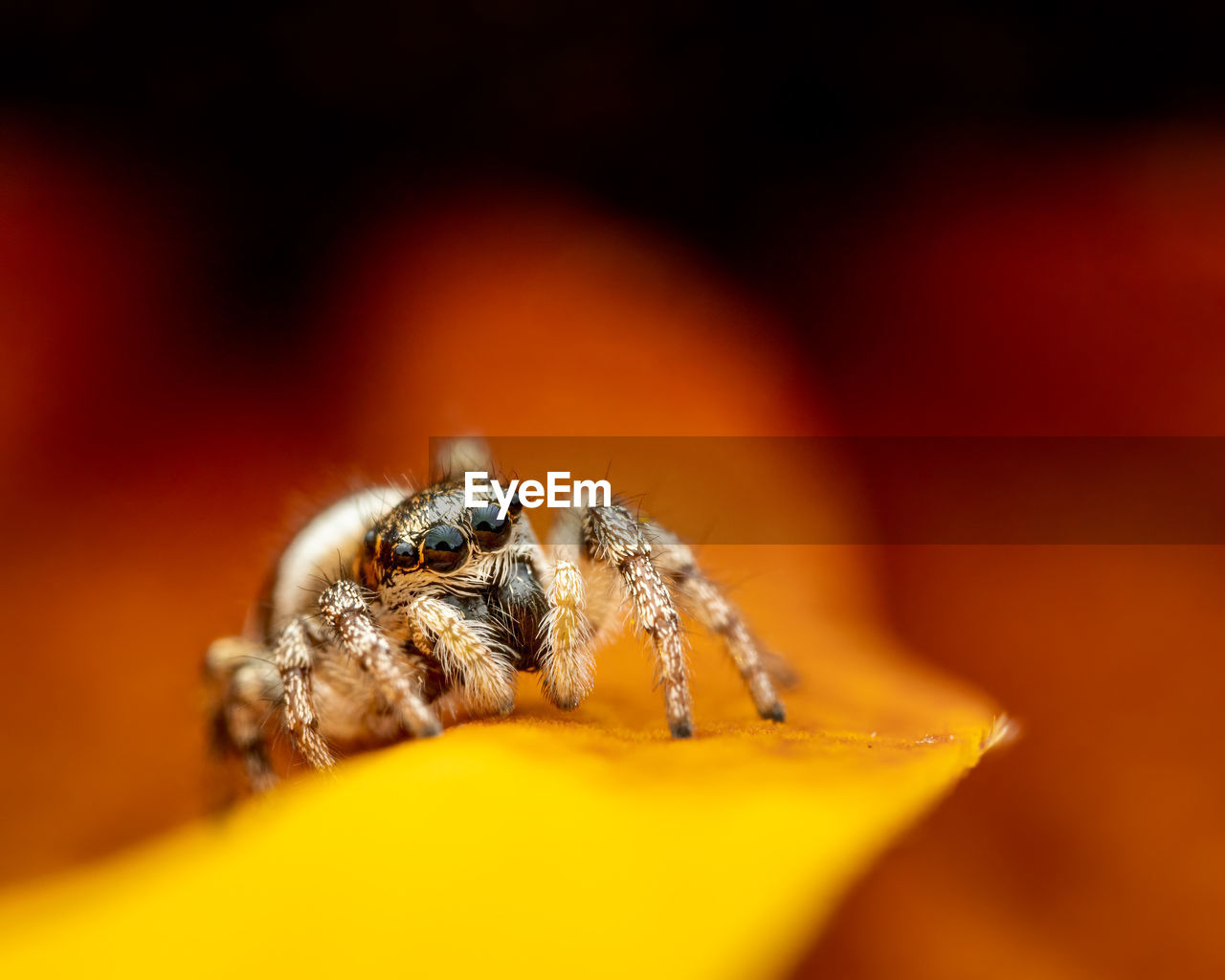 MACRO SHOT OF SPIDER ON ORANGE