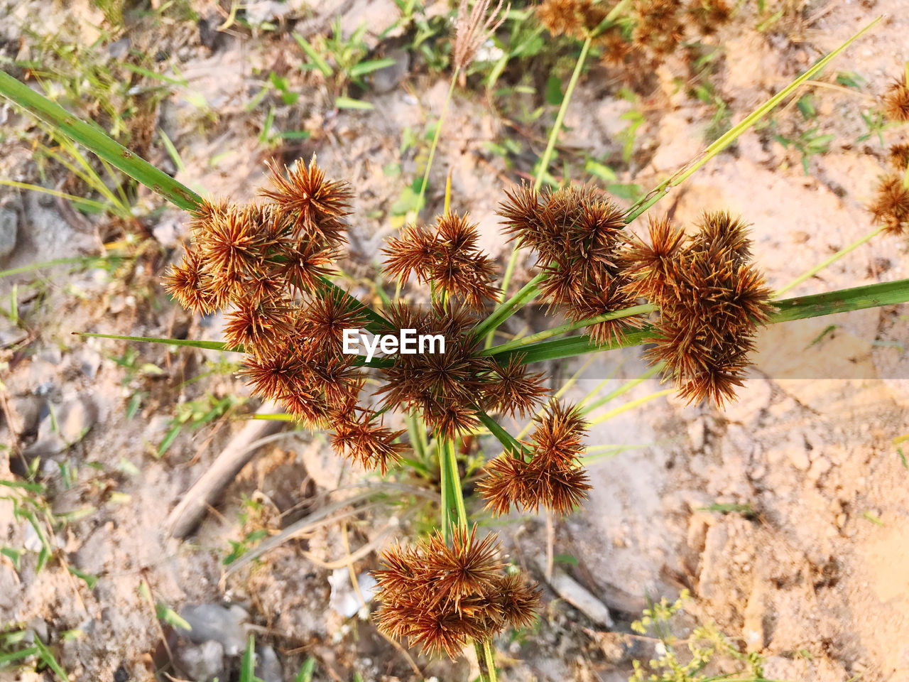 High angle view of wilted plant on field