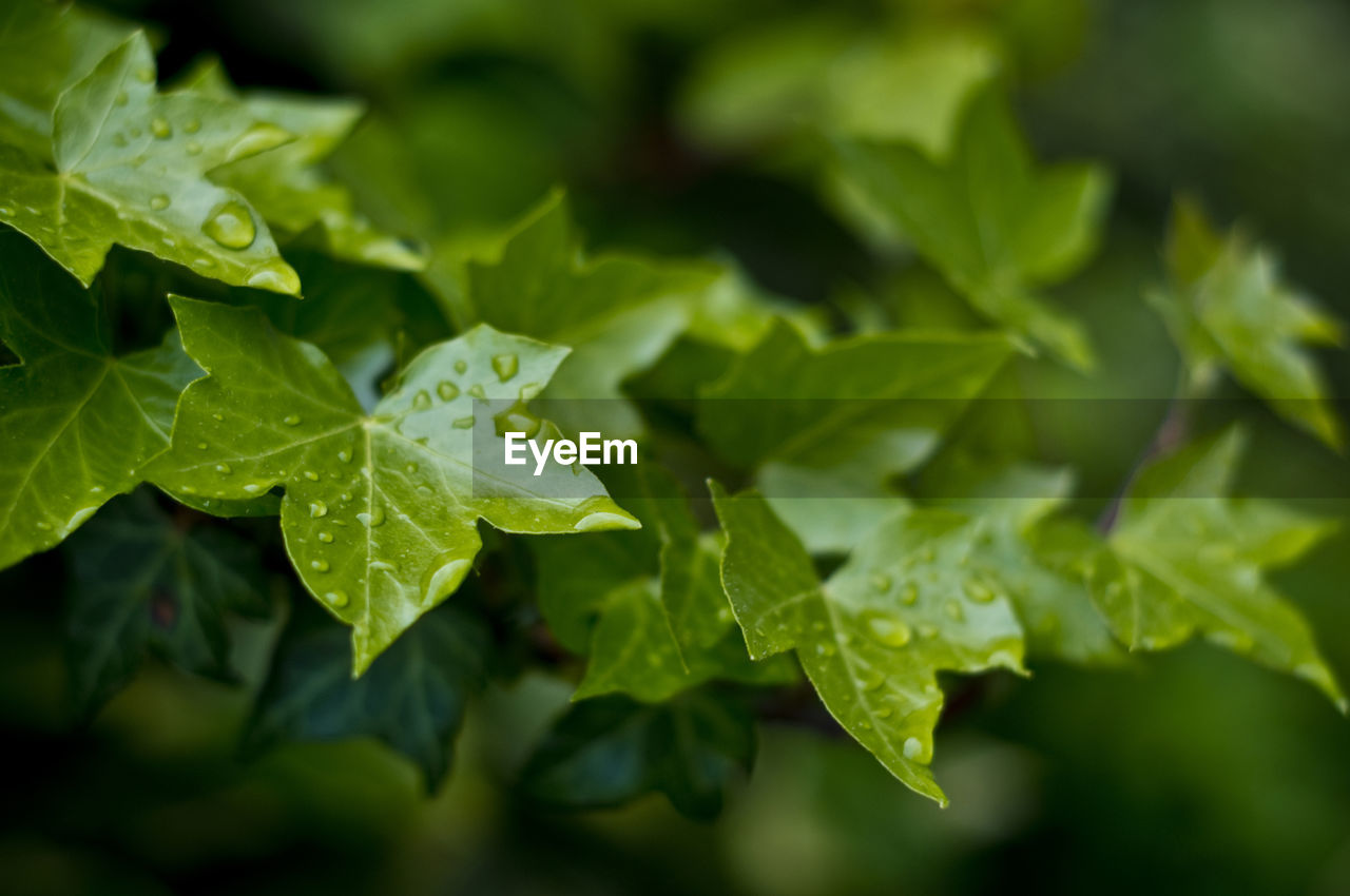 CLOSE-UP OF LEAVES ON PLANT