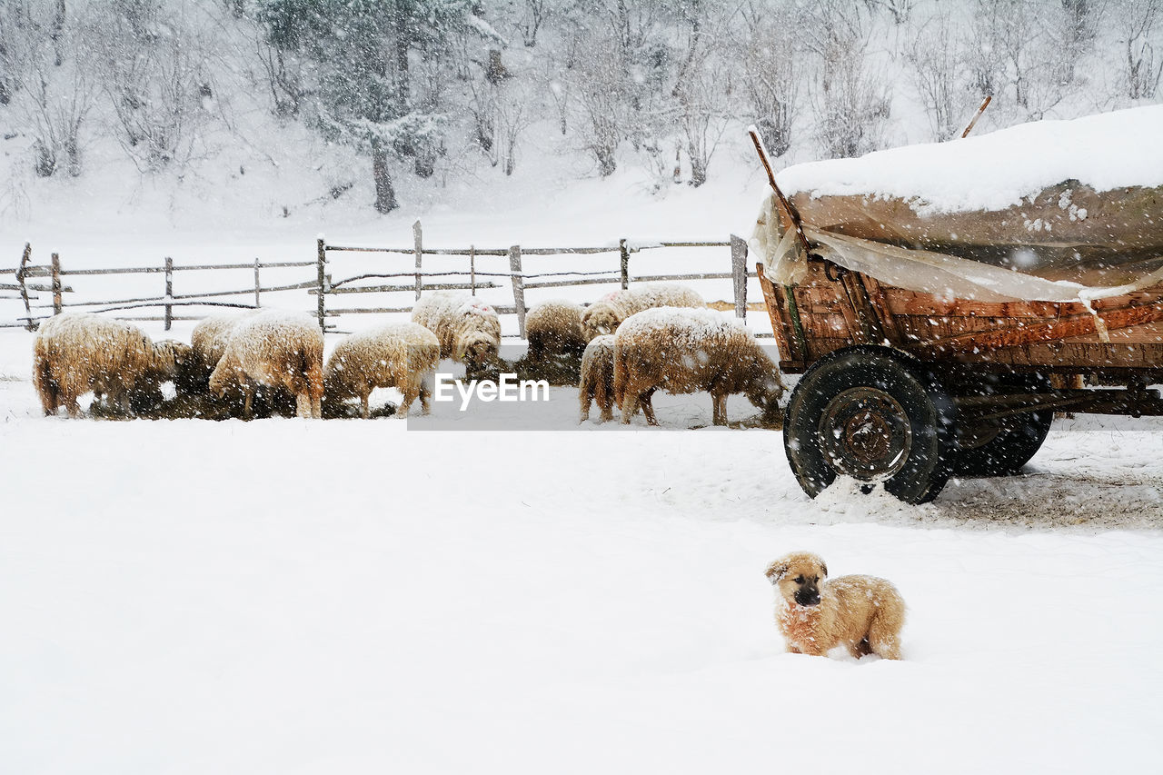 Dog and sheep by cart on snow covered field during snowfall