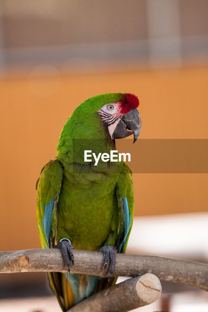 Military macaw bird ara militaris perches in captivity in florida