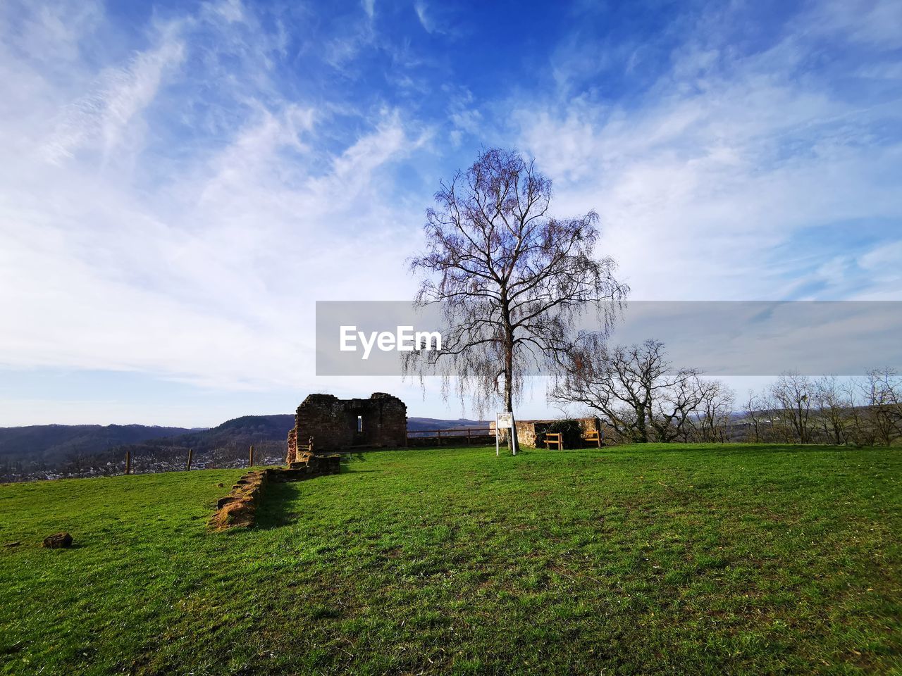 Trees on field against sky