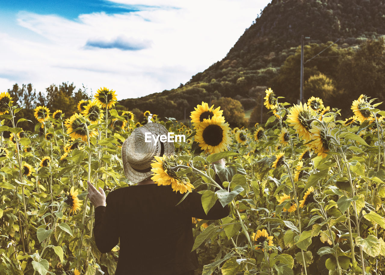 REAR VIEW OF WOMAN STANDING BY SUNFLOWER FIELD