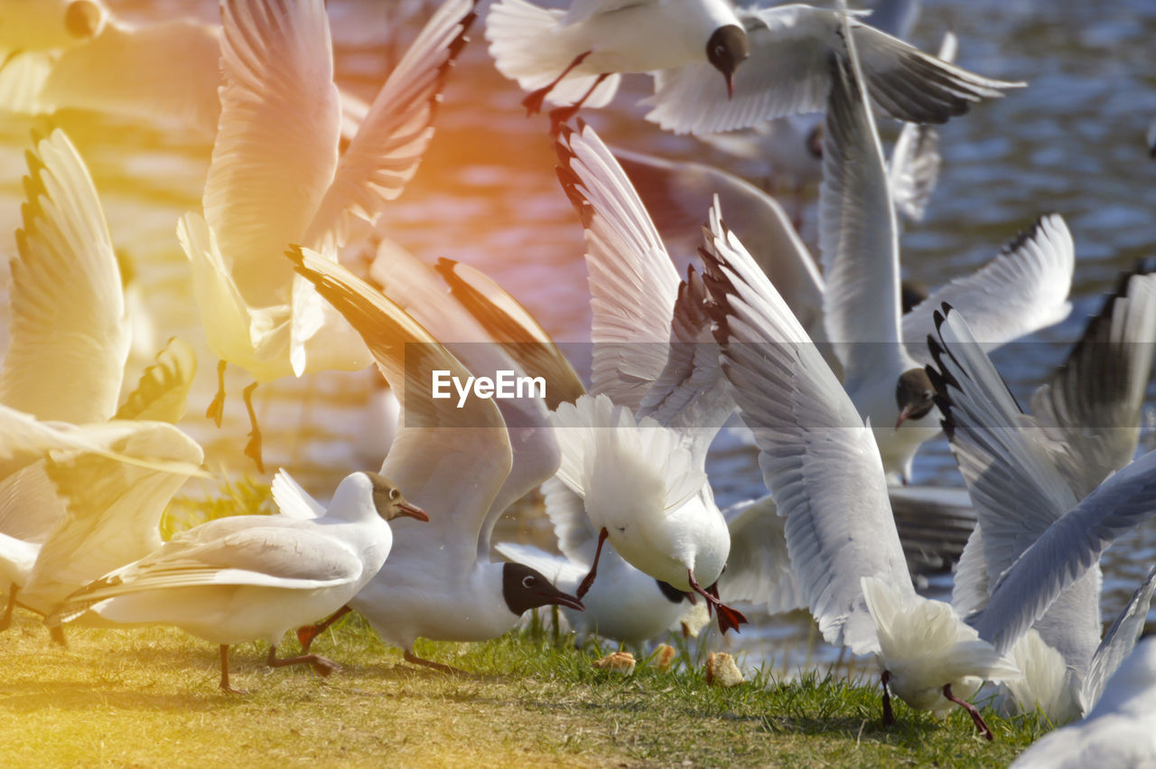 Flock of birds in the water