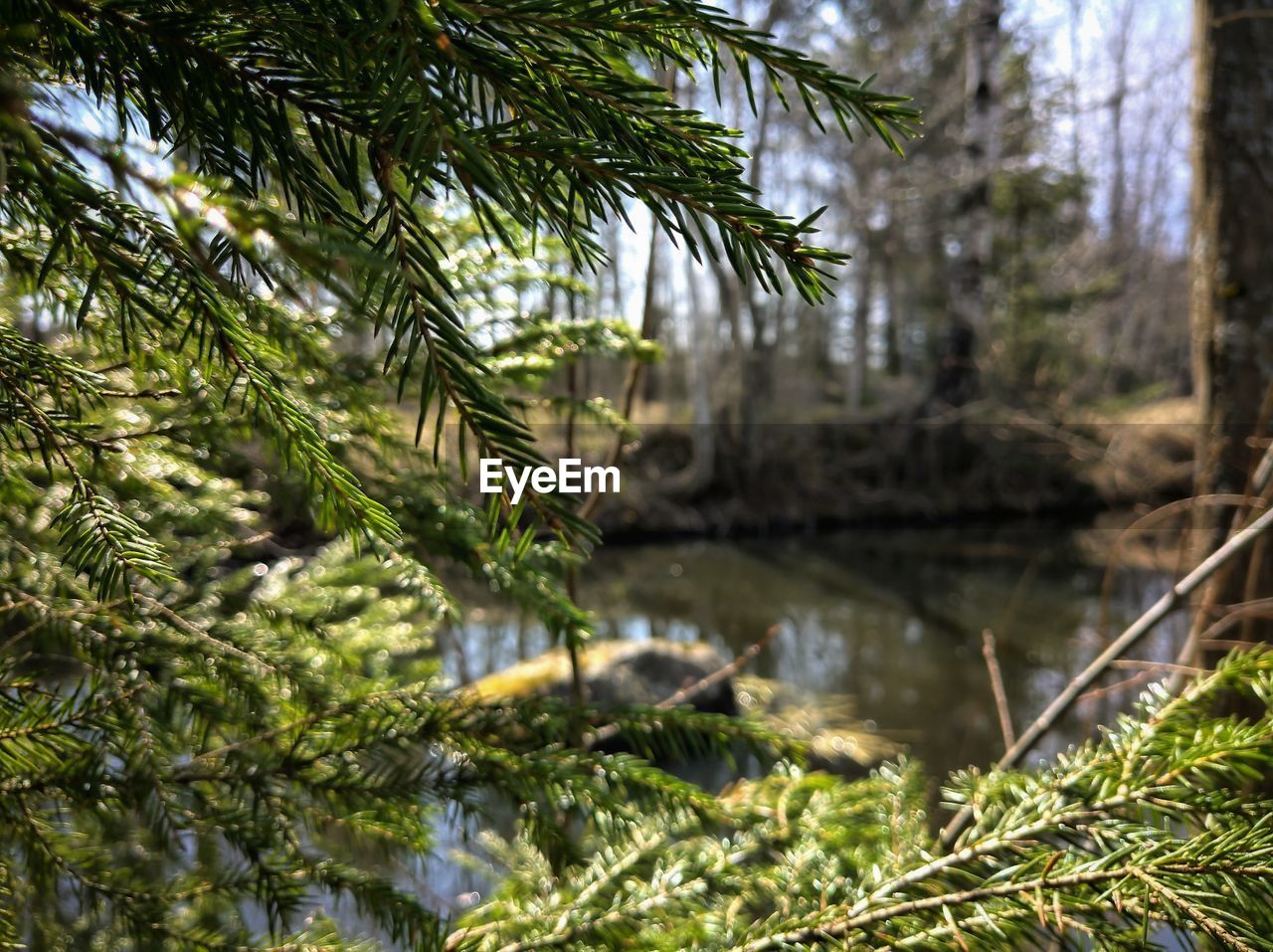 Pine trees by lake in forest