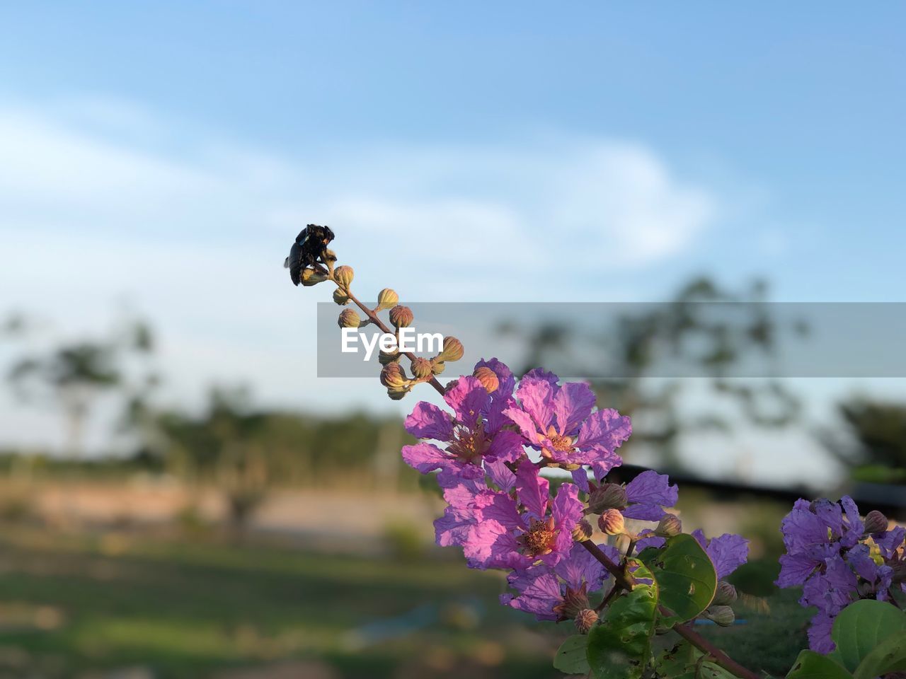 CLOSE-UP OF BEE POLLINATING ON PURPLE FLOWERING PLANT