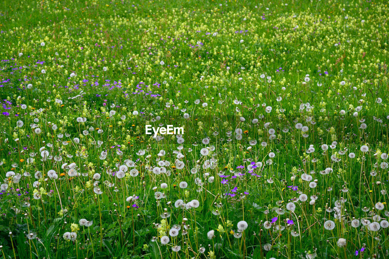 PURPLE FLOWERING PLANTS IN MEADOW