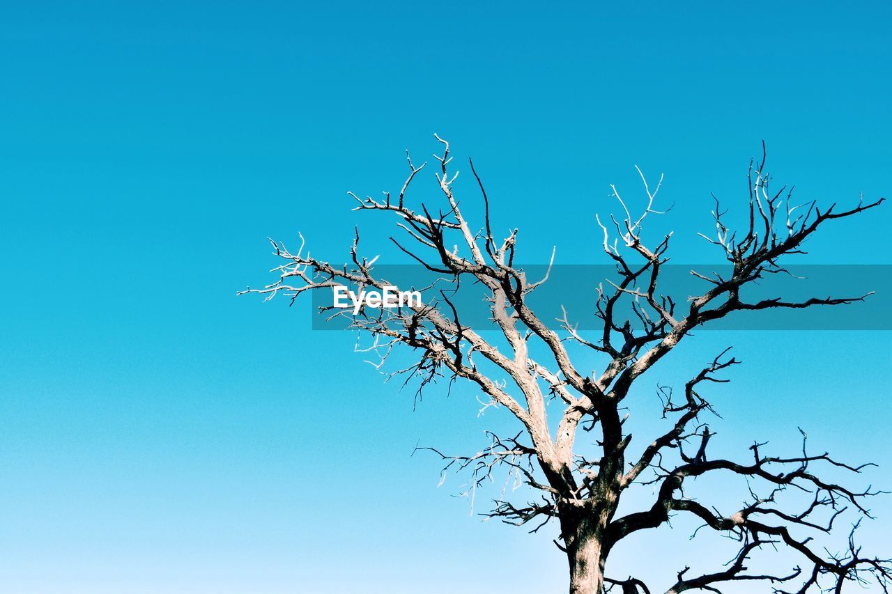 High section of bare tree against clear blue sky