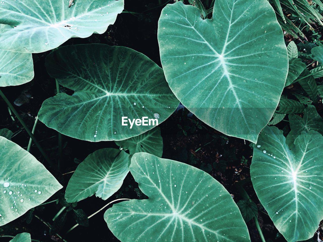 CLOSE-UP OF GREEN LEAVES