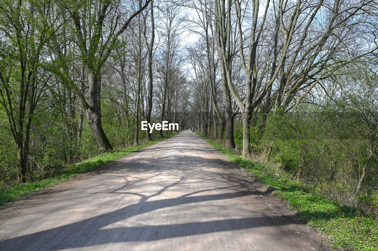 DIRT ROAD ALONG TREES IN FOREST