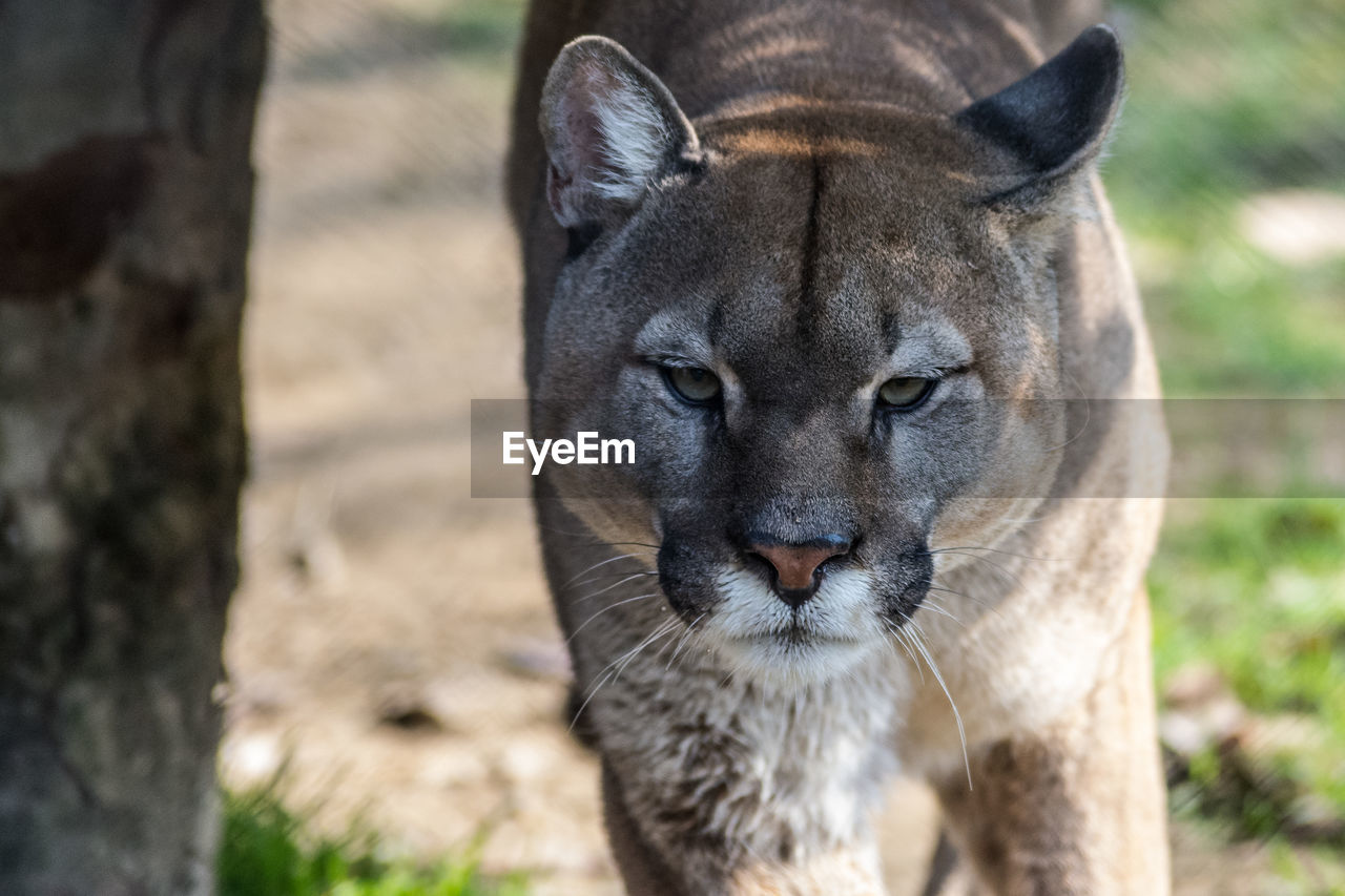 CLOSE-UP PORTRAIT OF CAT ON FIELD