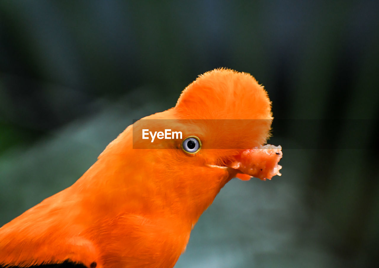 Close-up of a exotic orange bird