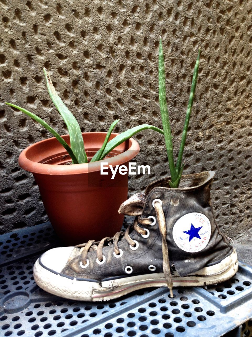 CLOSE-UP OF POTTED PLANTS