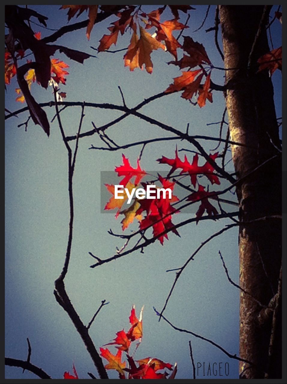 LOW ANGLE VIEW OF LEAVES ON TREE