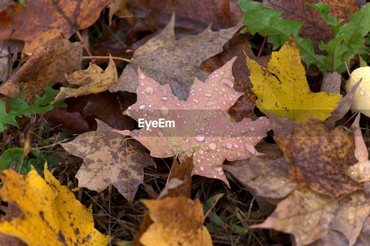 High angle view of maple leaves on land